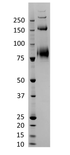 Representative Coomassie-stained reducing SDS-PAGE showing purified Influenza A/Croatia/10136RV/2023 (H3N2)-like virus neuraminidase.